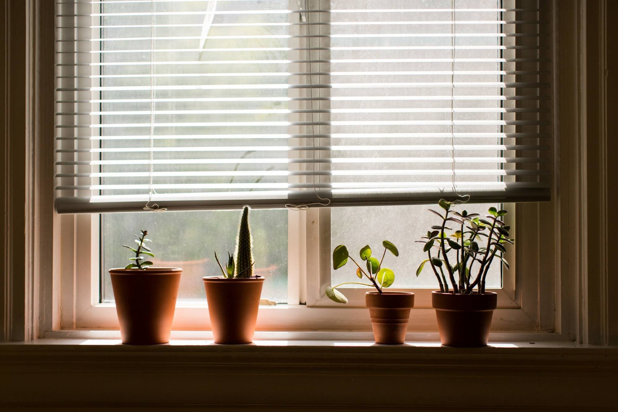 Minimalist zebra and roller shades