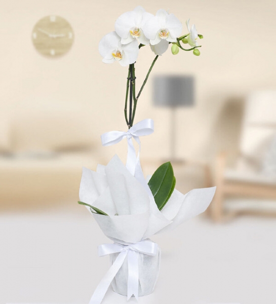 4-Stem Blue Orchid
