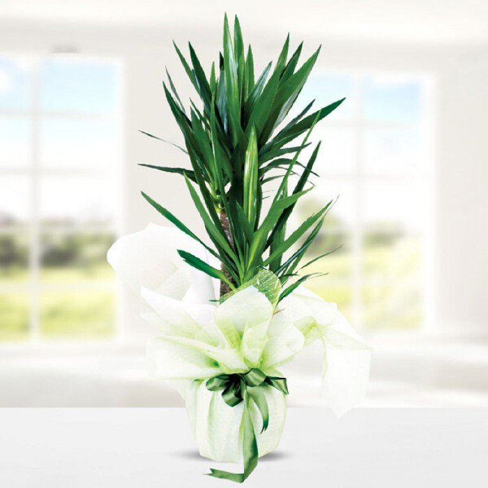 Single White Orchid Plant
